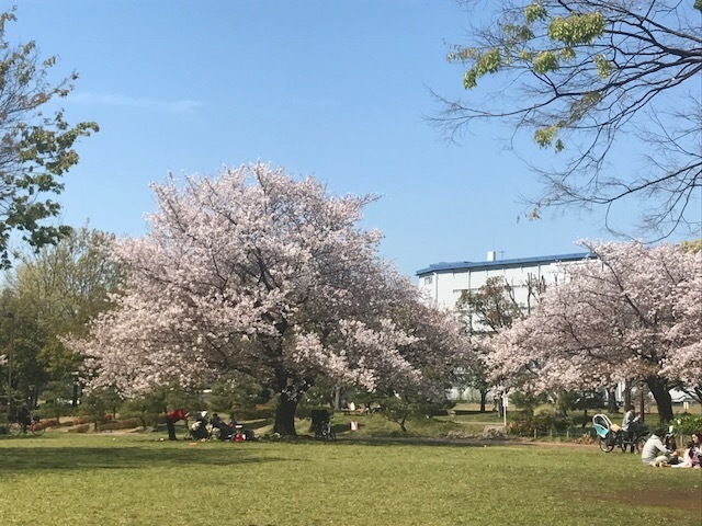 亀戸中央公園 大島小松川公園で桜 人生 楽しもう