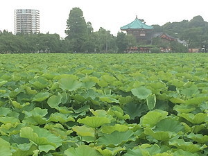 上野公園 紫陽花 清水堂 人生 楽しもう