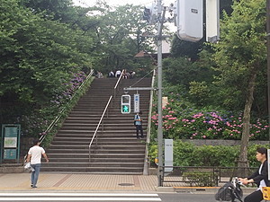 上野公園 紫陽花 清水堂 人生 楽しもう