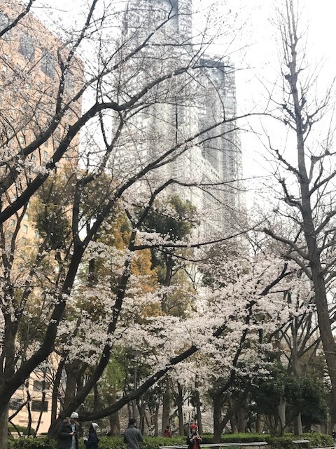 新宿中央公園 花見 3 30 人生 楽しもう